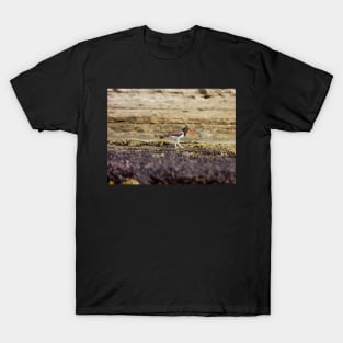 Oystercatcher walking on the seashore T-Shirt